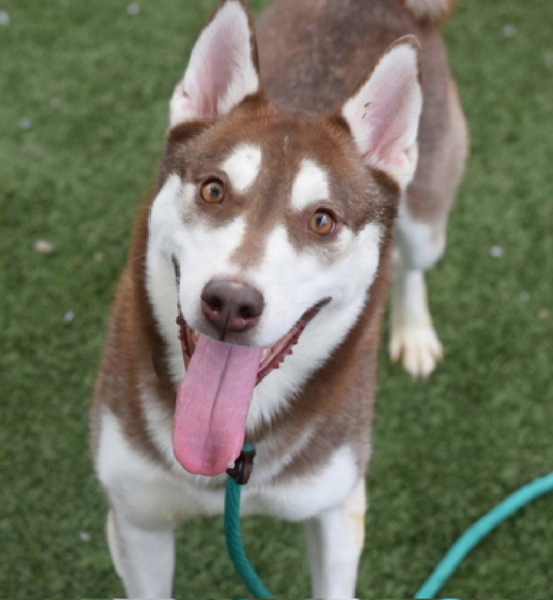 MorgFairsdogs's tweet photo. Shiny 252494
Relisted TBK 6/6
#NYCACC #RescueOnly 
She is a pretty 5 yr old
More social out of kennel 
Spinning, pacing, vocalizing & soils kennel
Huskies do not fare well in kennels
Had bite of Emer Svcs worker who caught her when stray
Save Shiny!
https://t.co/LY4rtCvVmn
#Pledge4Rescue #foster #adopt