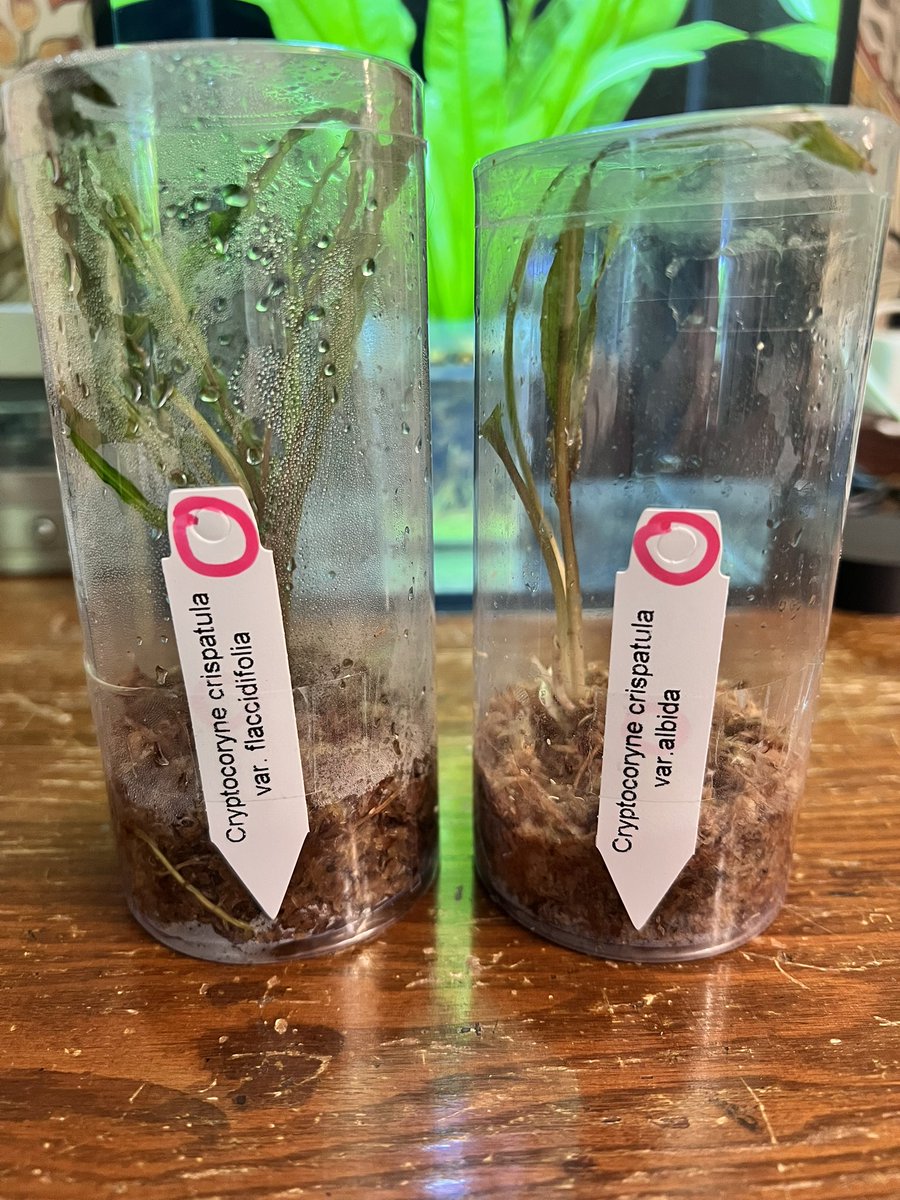 hostarou's tweet photo. クリスパチュラの2変種

タイの川沿いに居たそうです。

#第65回蘭友会
#Tropical Exotique https://t.co/QWnxzzeaFA