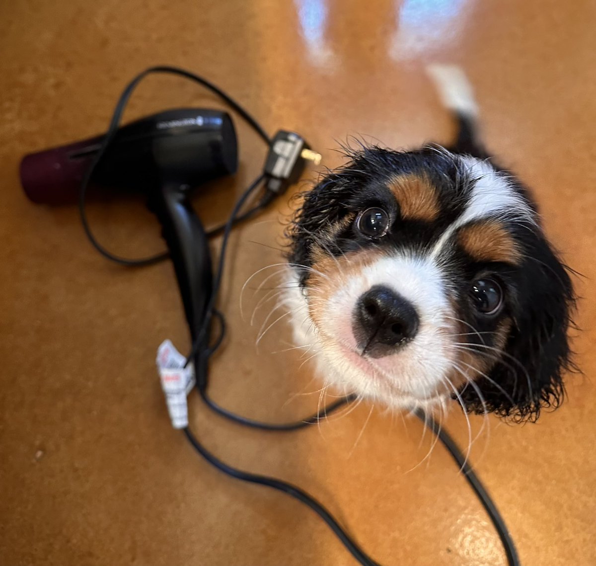 RealSpitfire's tweet photo. Benny just finished his bath and blow dry🤣😍🐾

I cannot handle his cuteness! https://t.co/UJ6WsaG9HQ