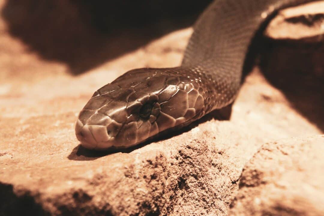 jeffslither's tweet photo. Black mamba https://t.co/ceQXDABT92