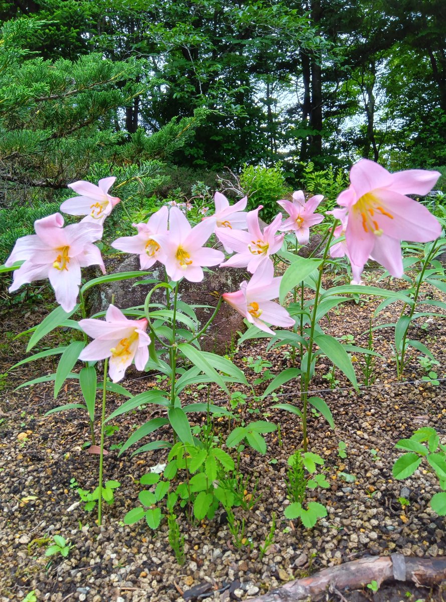 shisseikaen's tweet photo. ヒメサユリ
＃箱根　＃Hakone　＃箱根湿生花園 https://t.co/swWVQtJYHI