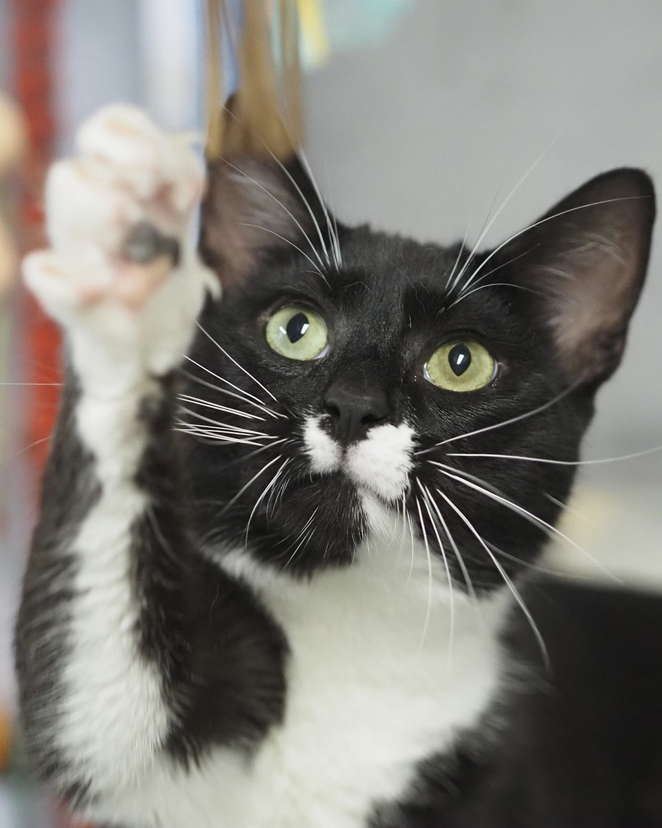 lostdogrescue's tweet photo. A few more beauties in Falls Church, Virginia seeking a nurturing foster or forever home.💕🏡

Artemis. 1️⃣-year-old black & white joyful fellow who would love to be your one-and-only.

Miss Kitty. Luscious grey 7️⃣-year-old senior with the cutest white patch on her chest. 

Ask about them through their profiles at https://t.co/mbm9gl2ZX0

#adoptdontshop #rescuedismyfavoritebreed #fostercat