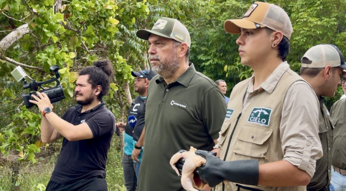 CORMACARENA's tweet photo. 🐊 Más de 170 ejemplares de caimán llanero recibieron alimentación durante una jornada que acompañó nuestro equipo técnico en @parquemerecure.

Desde Cormacarena verificamos el cumplimiento de las medidas establecidas para el bienestar de los individuos.

#Cormacarena https://t.co/11QcczC4Y8