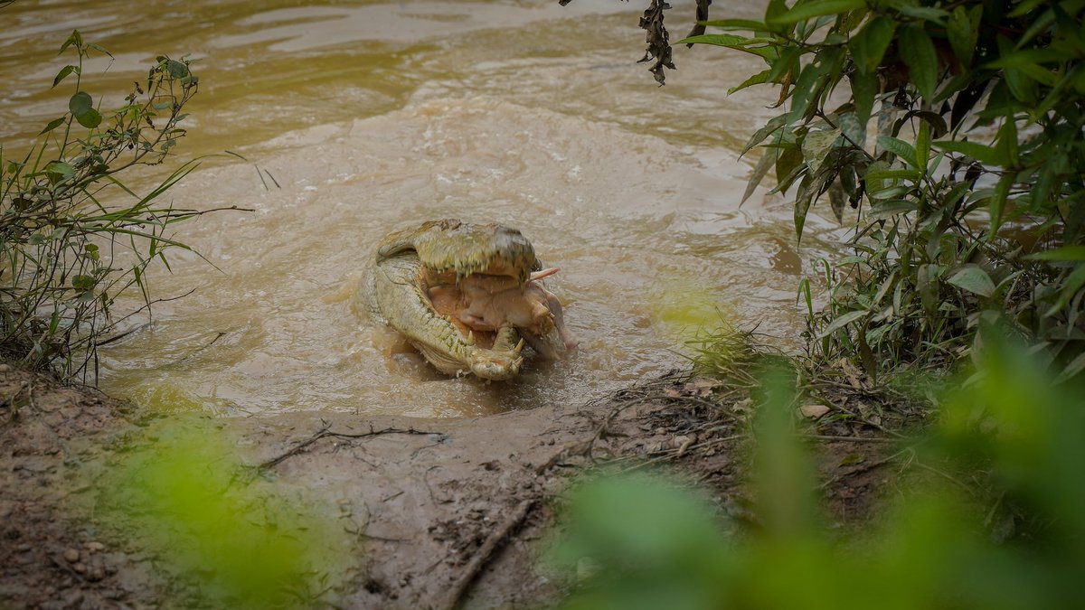 CORMACARENA's tweet photo. 🐊 Más de 170 ejemplares de caimán llanero recibieron alimentación durante una jornada que acompañó nuestro equipo técnico en @parquemerecure.

Desde Cormacarena verificamos el cumplimiento de las medidas establecidas para el bienestar de los individuos.

#Cormacarena https://t.co/11QcczC4Y8
