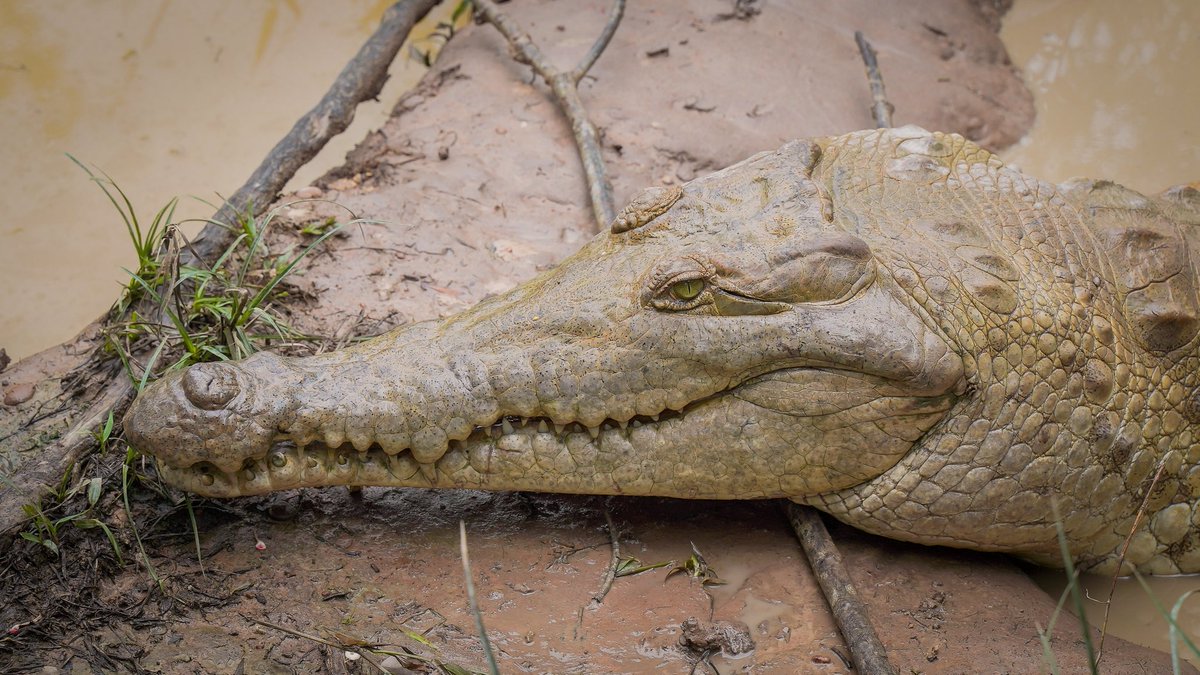 CORMACARENA's tweet photo. 🐊 Más de 170 ejemplares de caimán llanero recibieron alimentación durante una jornada que acompañó nuestro equipo técnico en @parquemerecure.

Desde Cormacarena verificamos el cumplimiento de las medidas establecidas para el bienestar de los individuos.

#Cormacarena https://t.co/11QcczC4Y8