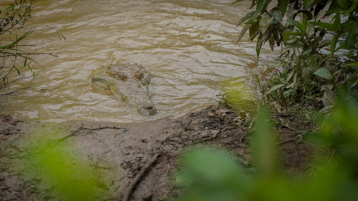 CORMACARENA's tweet photo. 🐊 Más de 170 ejemplares de caimán llanero recibieron alimentación durante una jornada que acompañó nuestro equipo técnico en @parquemerecure.

Desde Cormacarena verificamos el cumplimiento de las medidas establecidas para el bienestar de los individuos.

#Cormacarena https://t.co/11QcczC4Y8