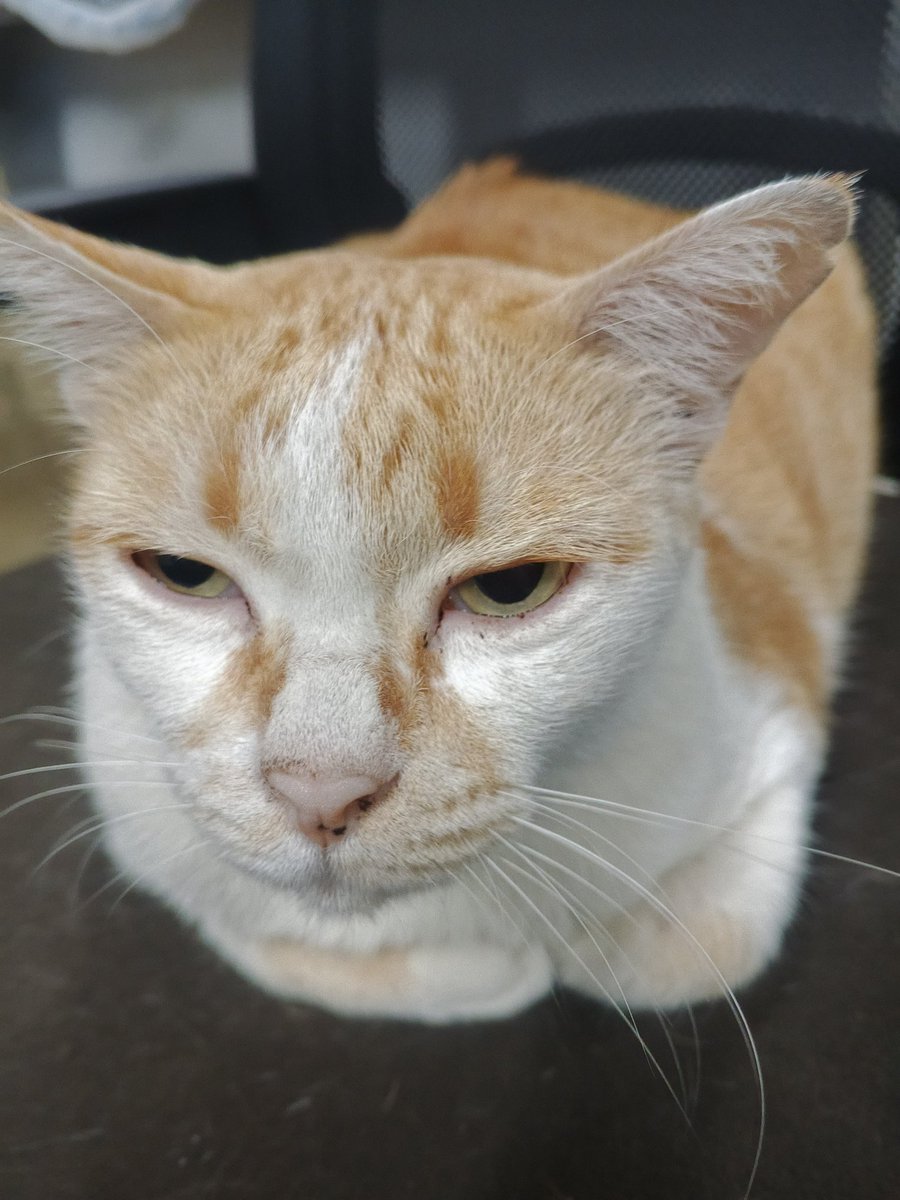 คาราเเมวไรส์😺 ⚧️♎ tweet media