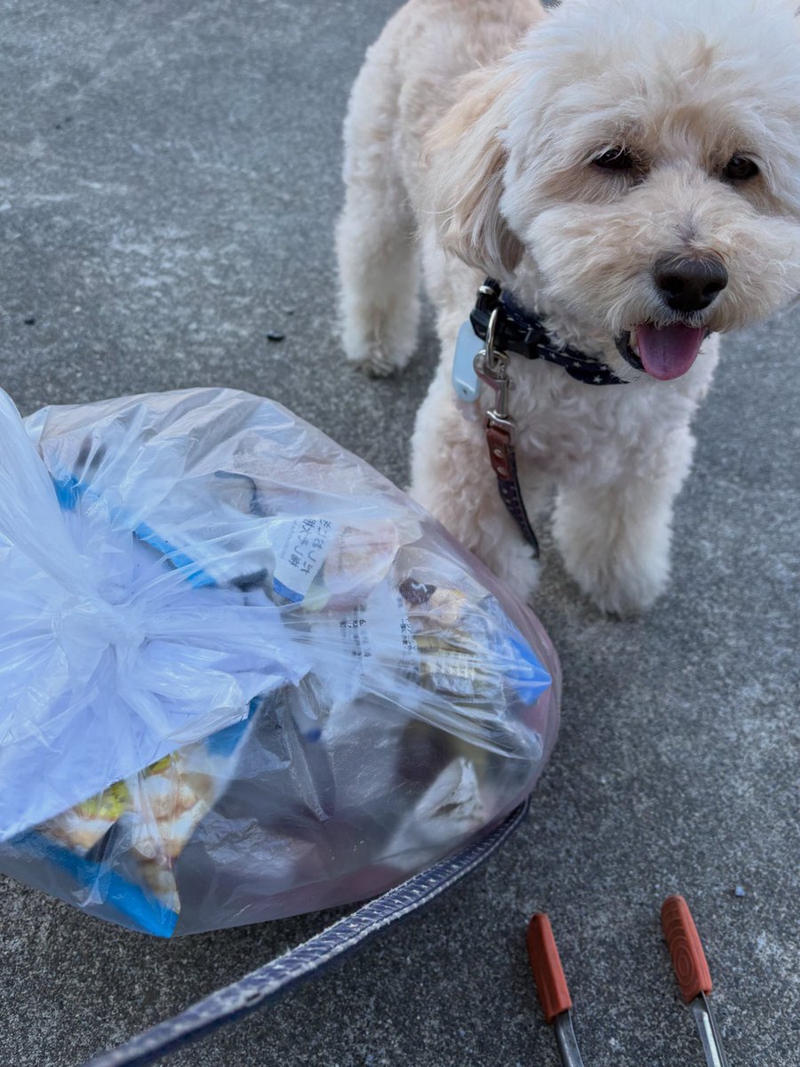 2p4Qg3ZI3jQGQNU's tweet photo. ぼく、ライス隊長🐶

通学路に落ちていたうんちも回収💩

子どもたちが気持ちよく通えますように✨

それにしても…

飼い主さん、ちゃんと拾おうね〜🐾😅

ライス隊長とお散歩ピカピカ隊
1000回チャレンジ【962回目🌸】
#防災を日常に
#ゴミ拾い
#それ実は防災なんです
#川口市 https://t.co/iswwlQ7XFy