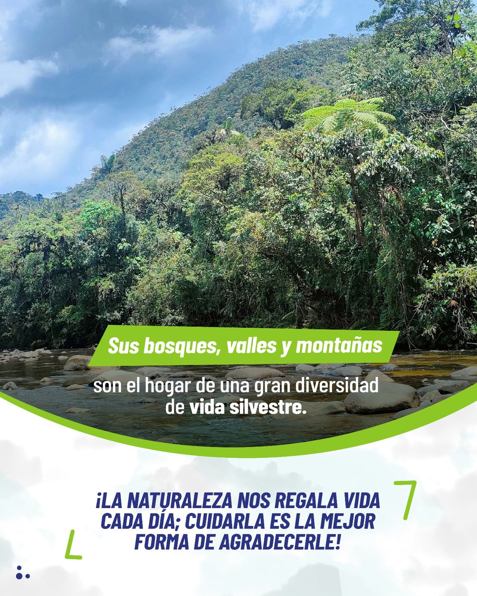 EcuadorMAE's tweet photo. 2⃣7⃣ 𝗮ñ𝗼𝘀 𝗱𝗲 𝗰𝗿𝗲𝗮𝗰𝗶ó𝗻 ➡️𝐑𝐞𝐬𝐞𝐫𝐯𝐚 𝐁𝐢𝐨𝐥ó𝐠𝐢𝐜𝐚 𝐄𝐥 𝐂ó𝐧𝐝𝐨𝐫

Está de aniversario. Un área protegida que sostiene una gran biodiversidad. Conoce más de nuestro 

🍃𝗘𝗰𝘂𝗮𝗱𝗼𝗿 𝗯𝗶𝗼𝗱𝗶𝘃𝗲𝗿𝘀𝗼🍃 https://t.co/6DOTN9u11D
