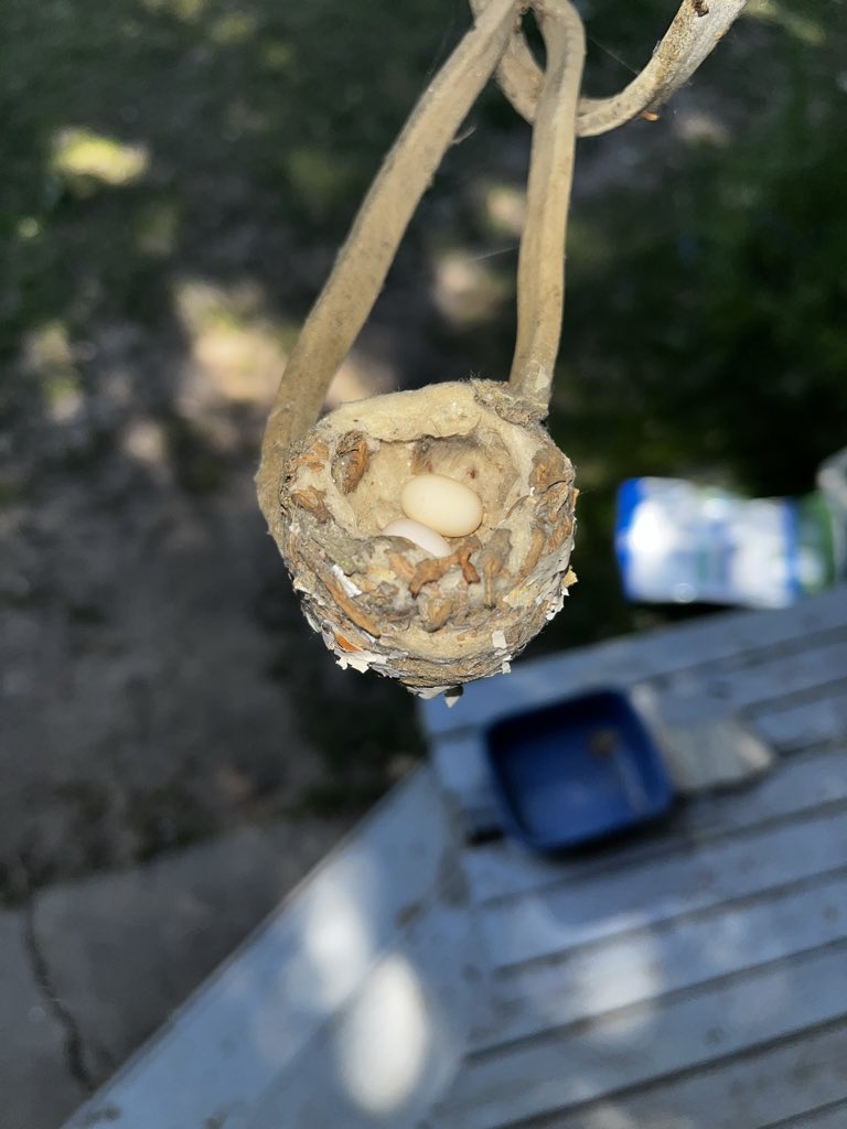Jinxling's tweet photo. THE HUMMINGBIRD ON MY PATIO HAS TWO EGGS 🥳🥹 https://t.co/QOfcTA1Rx5