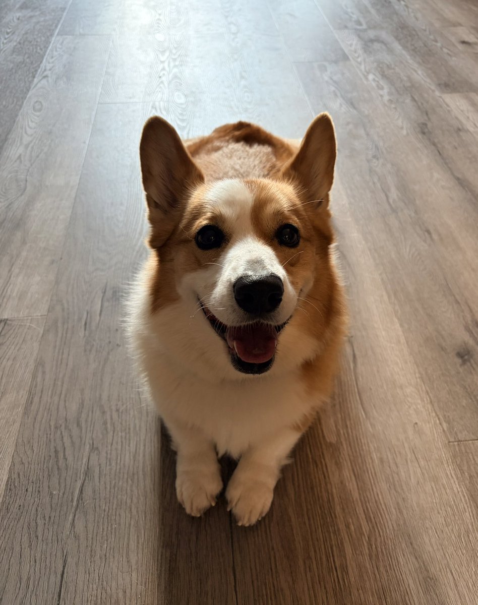 IsadoreTheCorgi's tweet photo. Happy #InternationalCorgiDay to all my fluffy, furry friends! 🐶
#SmileyPuppy #CorgiCrew https://t.co/w5RiTNoo4h