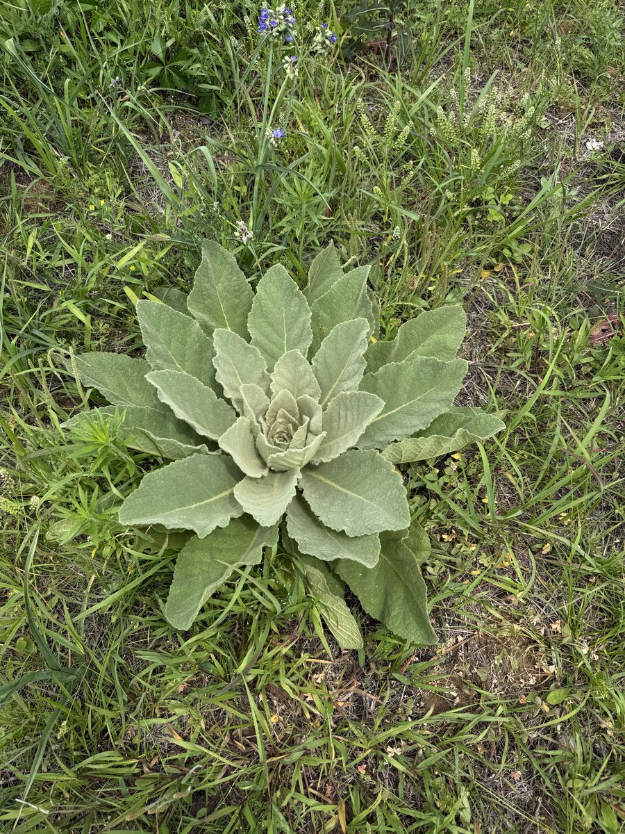 BWinghead's tweet photo. @LivingSoilGeek Such a wonderful plant! https://t.co/SDEKhZqJsz