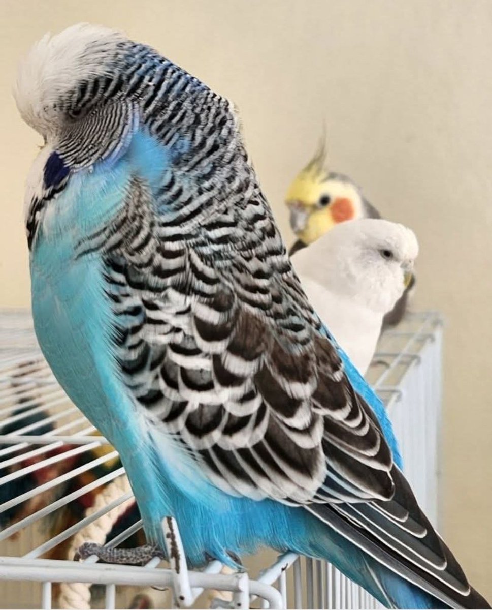 The feathers tweet media