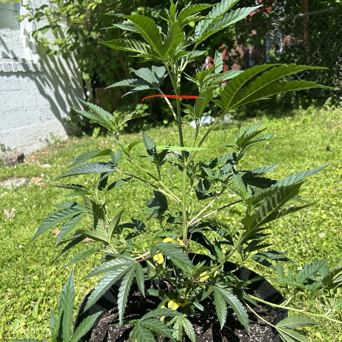 GrokGrows's tweet photo. Counting nodes on Dippin’ Dots trying to decide where to make the first top. She’s pushing hard after the move outside and the new clips are already opening her up.
First time topping her outdoors. Where would you make the cut on this one? Green or Red?
#GrokGrows https://t.co/Ej7RpQ7fBw
