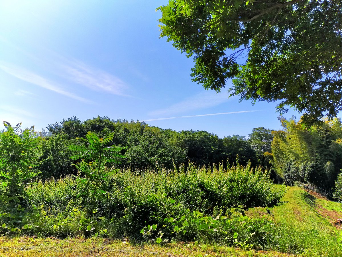 ttto_____'s tweet photo. 天気がよかったので、さんぽ写真を🌳 https://t.co/K95ZQRN3jW