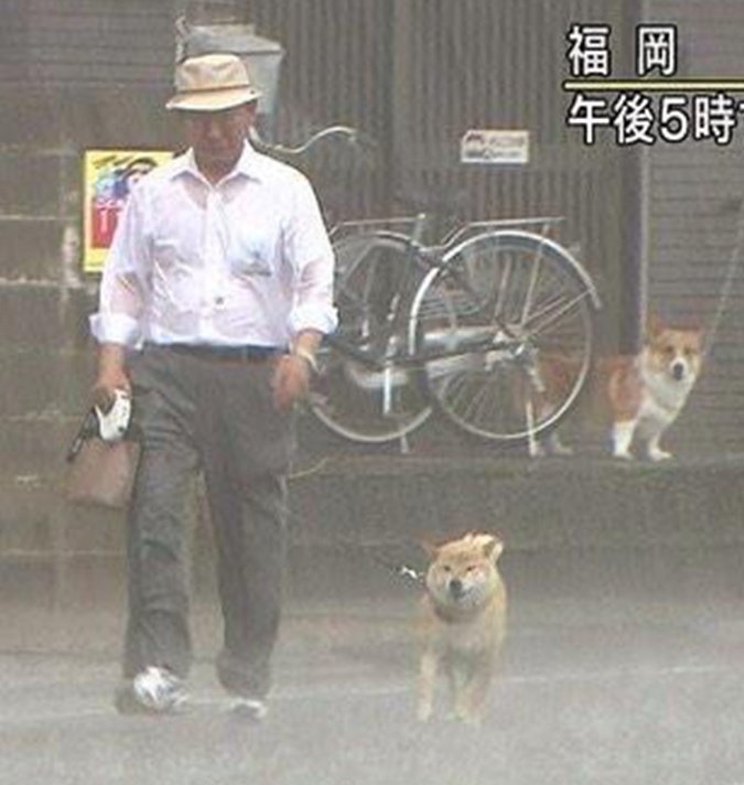 swordfish2385's tweet photo. 歴戦の猛者を見送るドン引きコーギー https://t.co/hbUGjYFpNc