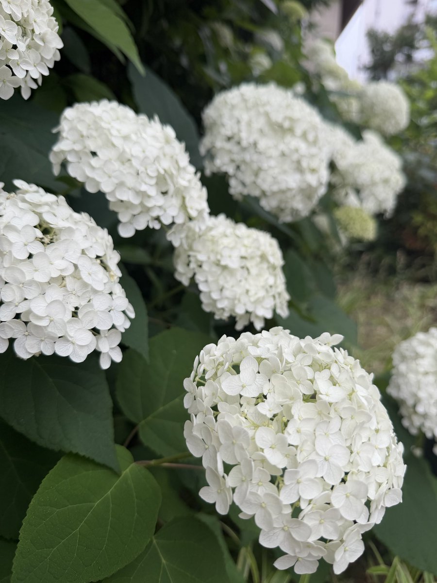 Happy_Smile_A's tweet photo. 紫陽花♡紫陽花♡
幸せな季節

弱冷房車がサウナで汗臭くてキツかったけど、そんなことも忘れさせてくれる紫陽花 https://t.co/WKGNdeKAA6