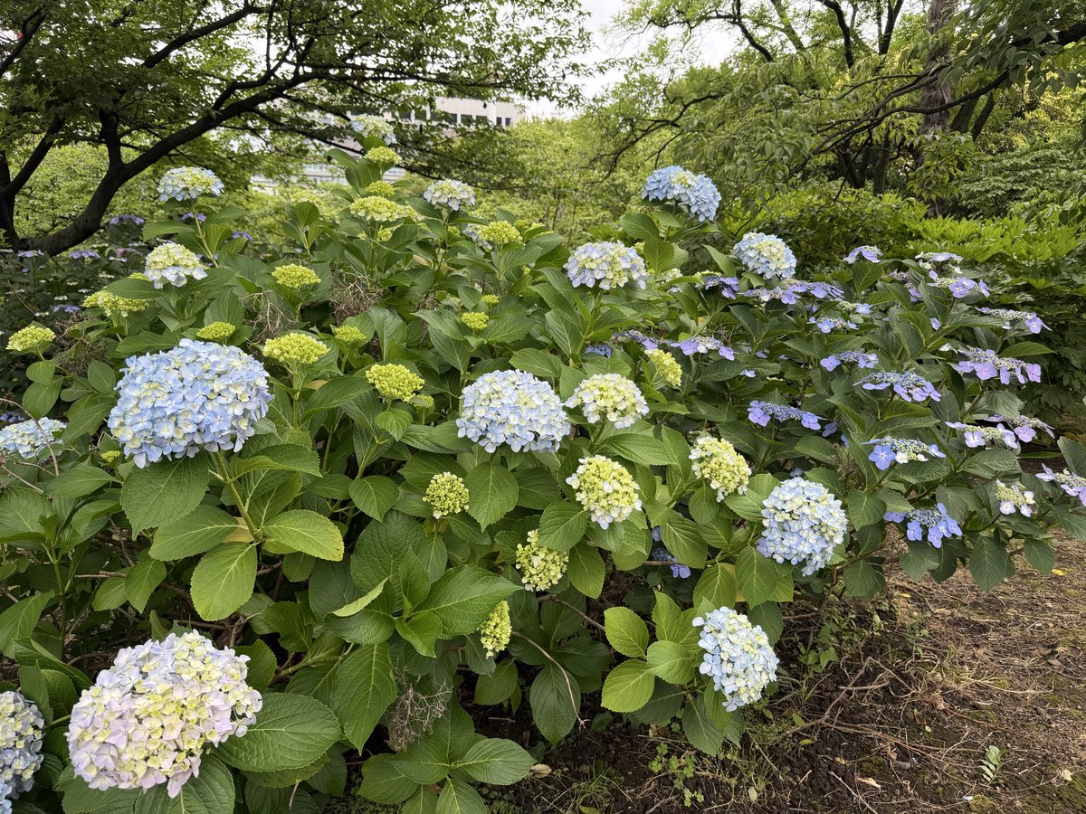 Happy_Smile_A's tweet photo. 紫陽花♡紫陽花♡
幸せな季節

弱冷房車がサウナで汗臭くてキツかったけど、そんなことも忘れさせてくれる紫陽花 https://t.co/WKGNdeKAA6