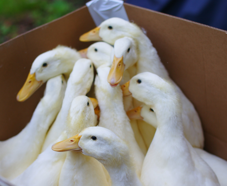 Col81400's tweet photo. @Mr_Husky1 AI slop.  Pekins are semi-aquatic waterfowl and would not survive to that age and size in an eagle nest.  They need access to fresh water and different diet. Adult eagle would be much larger, and would eat duck for dinner as soon as it hatched.  That's what these guys told me. https://t.co/xs955h3OkN