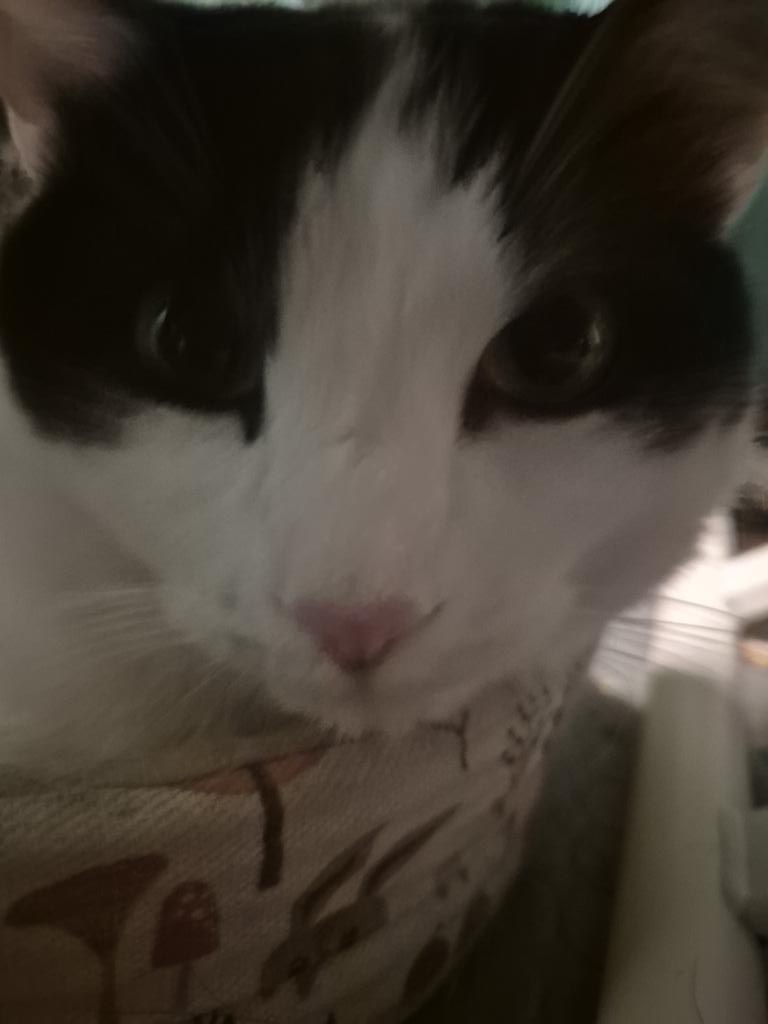 00keewee's tweet photo. @kedyspaw i am soo offended i think i'll report you to the queer police because this behavior is unaccettable !!!! even my cat is offended look at him poor creature... https://t.co/qLflWogk3e