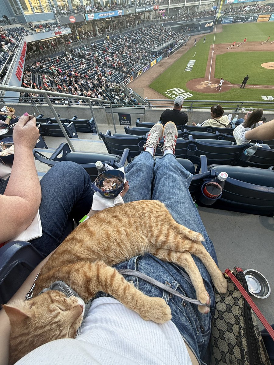 emily_distasio's tweet photo. Goose has fallen asleep at his first @WooSox game 😭 https://t.co/Xc1BMkR3Kc