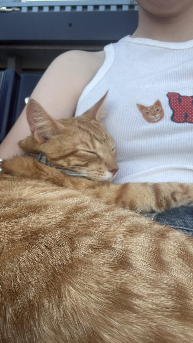 emily_distasio's tweet photo. Goose has fallen asleep at his first @WooSox game 😭 https://t.co/Xc1BMkR3Kc