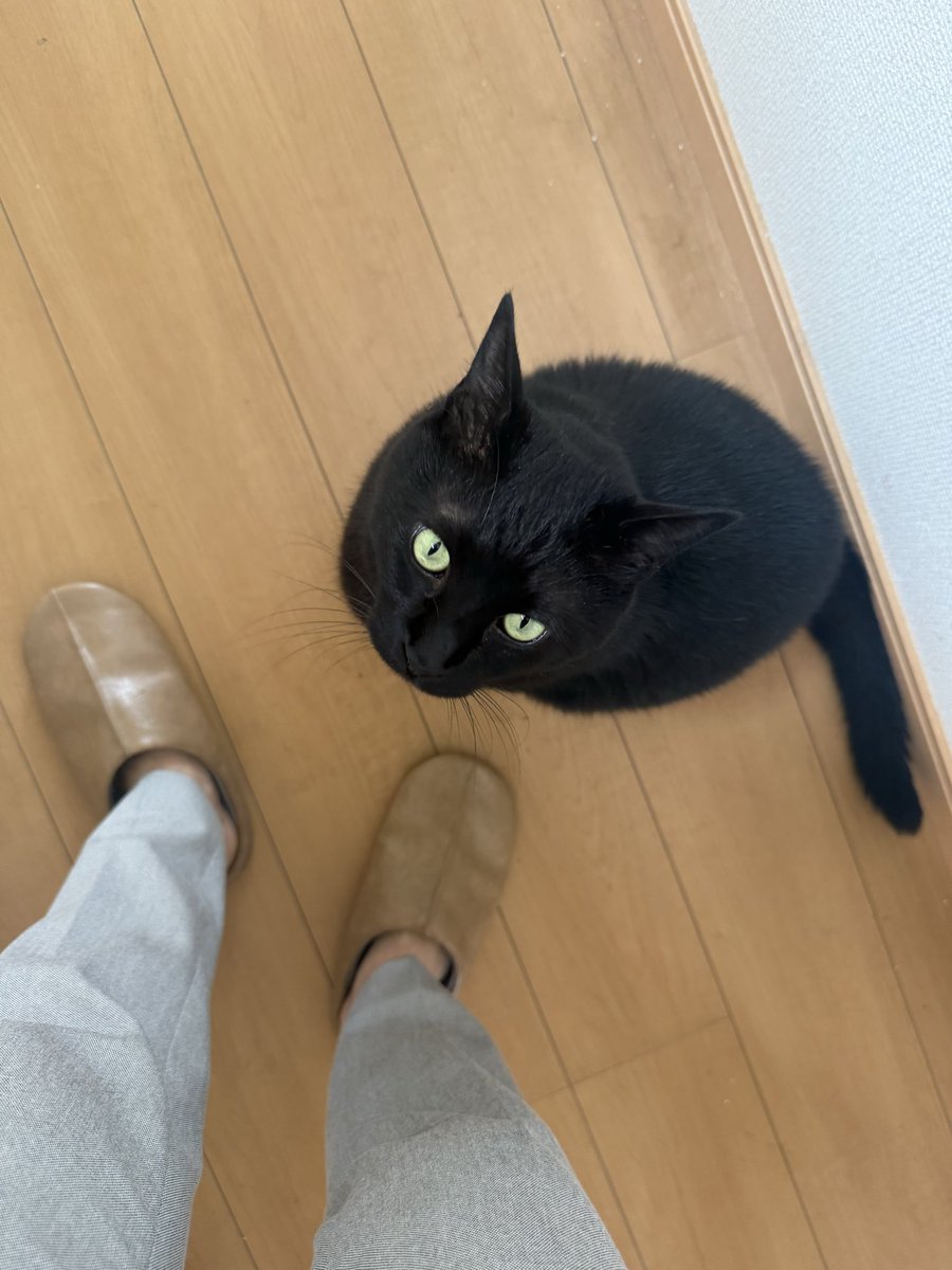 izumin16's tweet photo. おもちゃを無くして怒りを訴える猫を見ながら、自分の右手にぎゅっと握りしめた怒りを感じるのに嫌悪感を抱くのはもう終わりだと思った朝。 https://t.co/ISErmp7GmQ