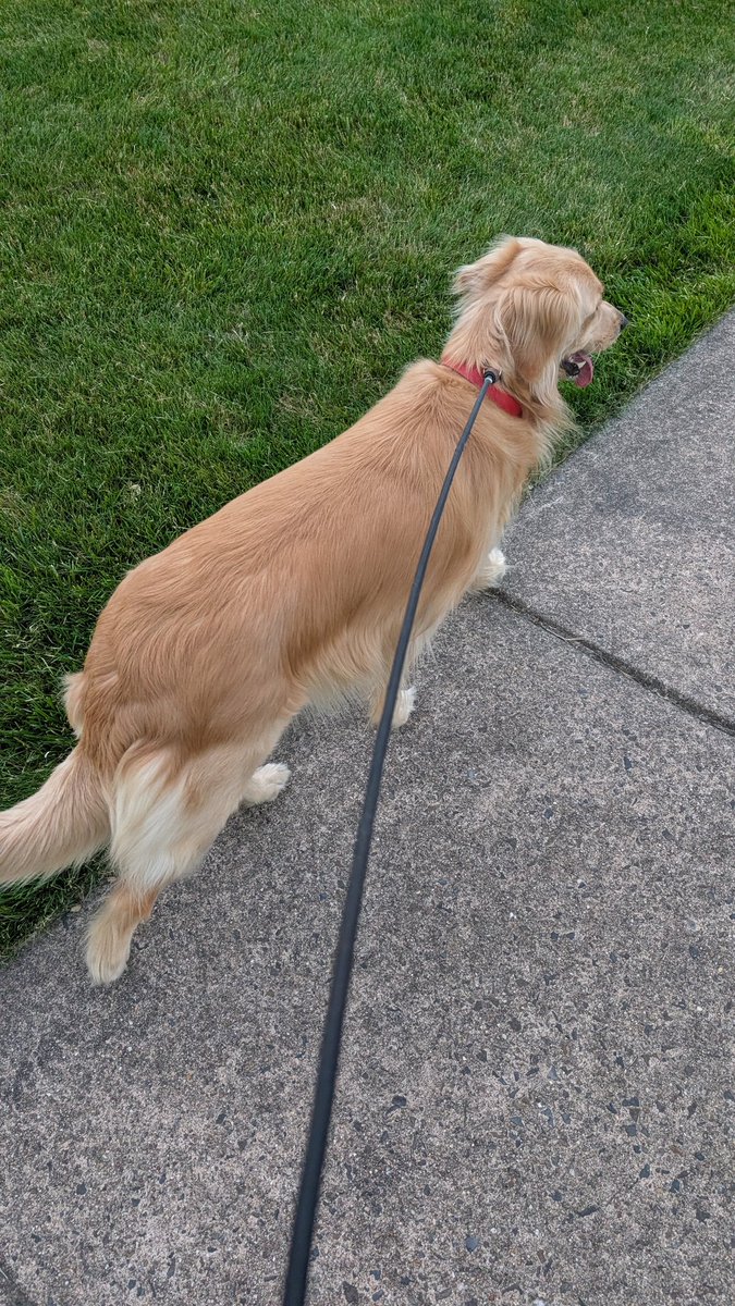 GojiraOmega's tweet photo. @simplyme519 We're just wrapping up our last walk for the day... Should finish up at 7 https://t.co/H9IhWTIKPx