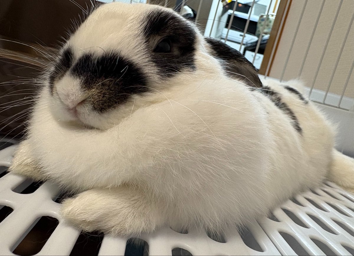 うさぎ