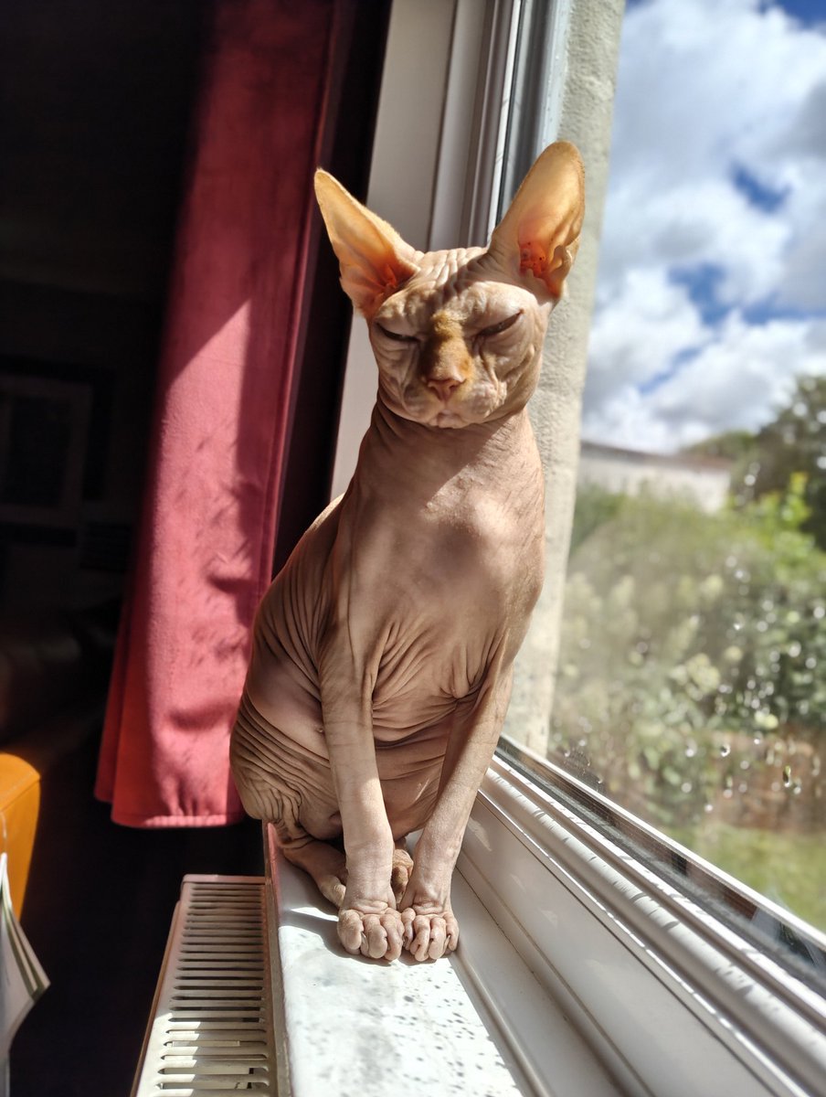 SBumpky's tweet photo. @Rattrixs Not red eyed, not a rat, but just as wrinkly and gorgeous 🥰 https://t.co/oGBbbkDD8s