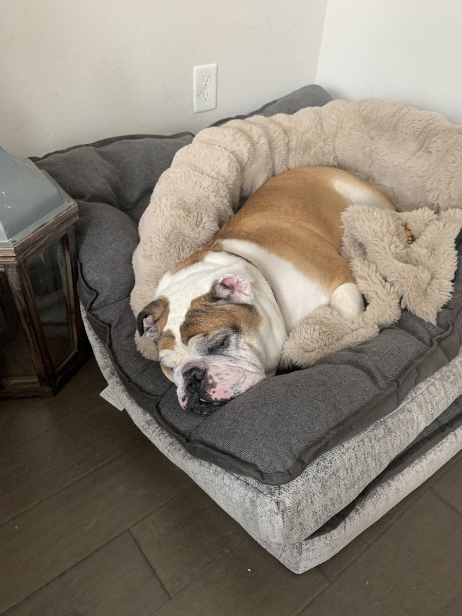 Rockets26Disapt's tweet photo. @HayesHolly2 So lazy and lovable 🥰🐶 https://t.co/sgWrLvwyv3