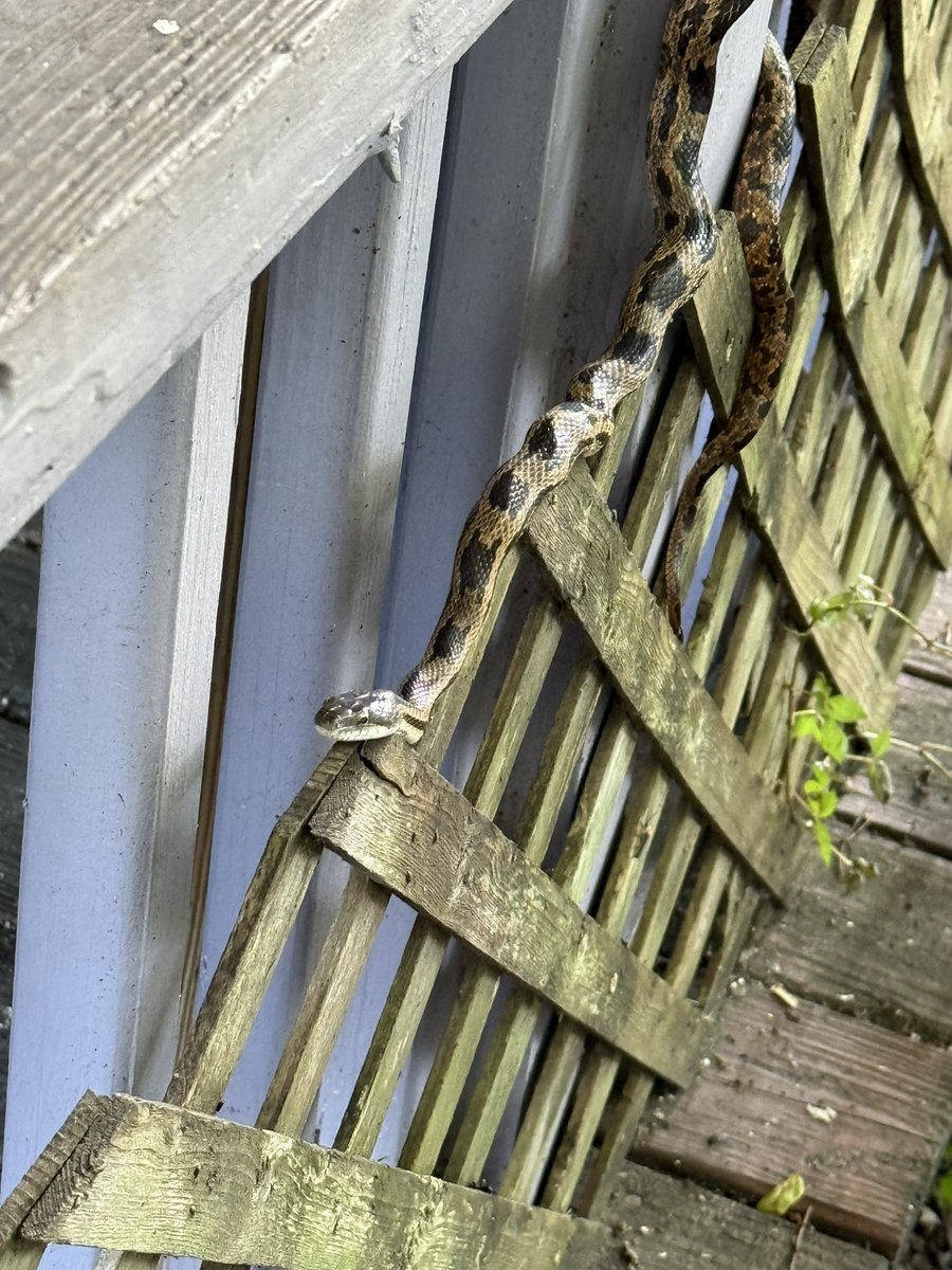 McCache33's tweet photo. @faithandheresy 

Wondering if you could help me out. This snake was crawling around my deck and I was wondering if you could identify it please. https://t.co/ol1XyZ09RM