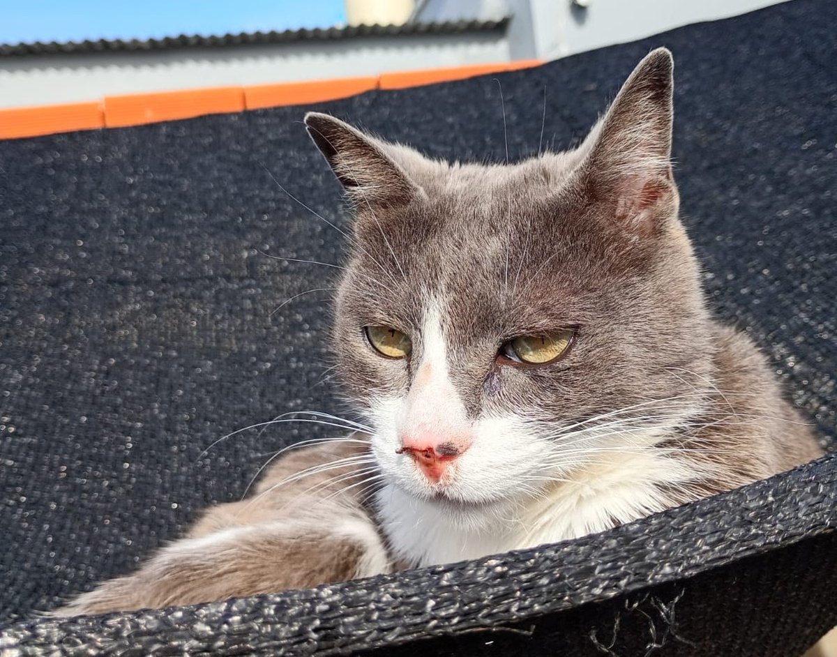 neededme_v's tweet photo. holi corazones🌷 por un tiempo voy a estar dejando TODO EL CATÁLOGO A MITAD DE PRECIO❗ya que estoy juntando para llevarle al veterinario a mi gatita (tenemos la sospecha de que tiene carcinoma ya que presenta heridas persistentes en su nariz) agradezco un like y RT💗 https://t.co/joQlvbzsIY