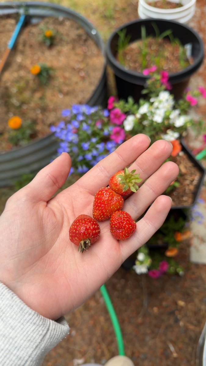 KatDestination's tweet photo. They weren’t impressed by the strawberries I grew 😅 https://t.co/zVcVFKcwDo