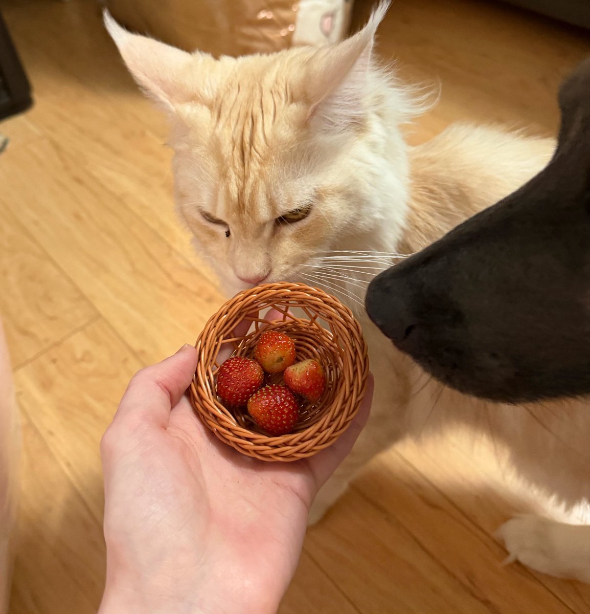 KatDestination's tweet photo. They weren’t impressed by the strawberries I grew 😅 https://t.co/zVcVFKcwDo
