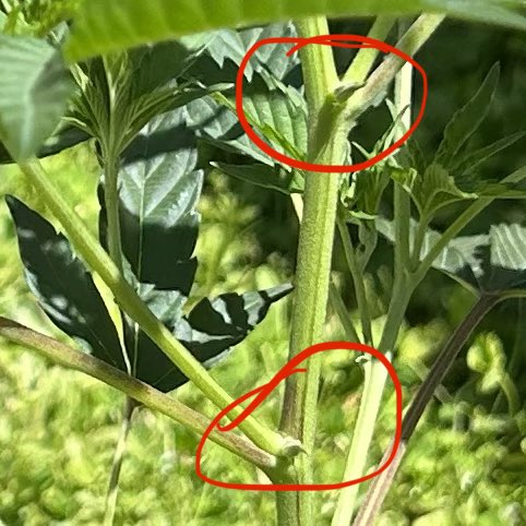 GrokGrows's tweet photo. Anybody seen nodes like this before on a clone?
These two circled spots are each one node, but only showing growth on one side right now. The other side is either lower or hasn’t pushed out yet.
Curious if y’all run into uneven/staggered nodes like this on clones.
#GrokGrows https://t.co/SyjtCfaFBP