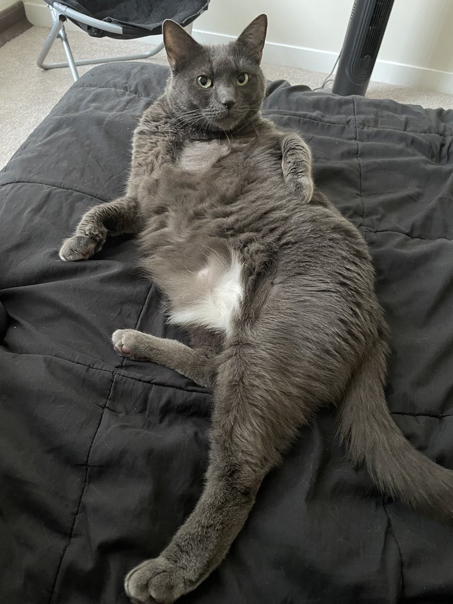 StrayGarfield's tweet photo. I heard it’s National Hug Your Cat Day today 🐱 https://t.co/ZzOWTxYlBE