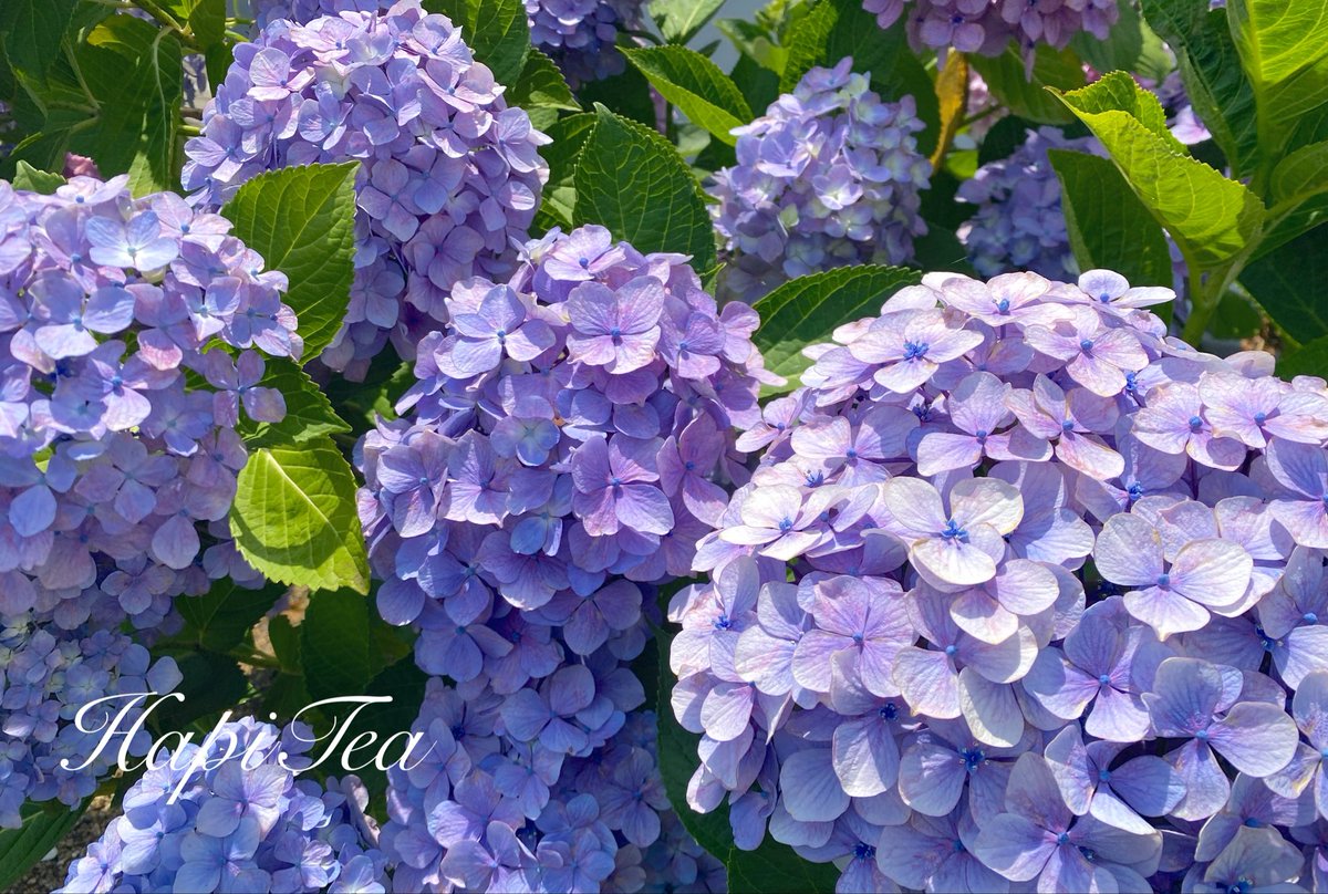 hapi_tea's tweet photo. おはようございます

今朝のティータイム🫖

🔴HapiTea 白桃＆ジャスミン

紫陽花が咲き

近畿が梅雨入り

花が知らせてくれる

季節の移り変わり

紅茶の嗜好も季節と共に楽しんでゆきましょうね

皆さま、本日も優雅なティータイムを💐

#HapiTea #紅茶 https://t.co/VNhmMeaRBu