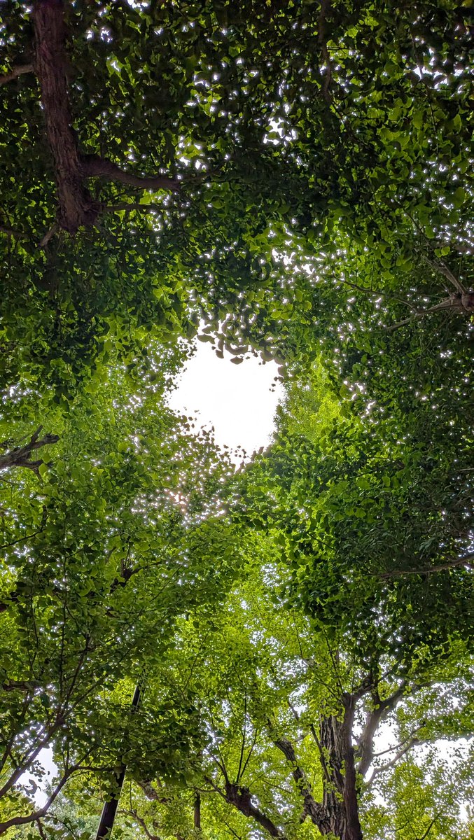 nababu38's tweet photo. 2026/6/5
今日の神宮外苑イチョウ並木🌲
見上げると曇り空🌳
今日もあなたが　しあわせ感じられますように🍀
＃明治神宮　＃神宮外苑　＃イチョウ　＃キリトリセカイ　＃定点観測
#ファインダー超しの私の世界 https://t.co/gY02O5daUF