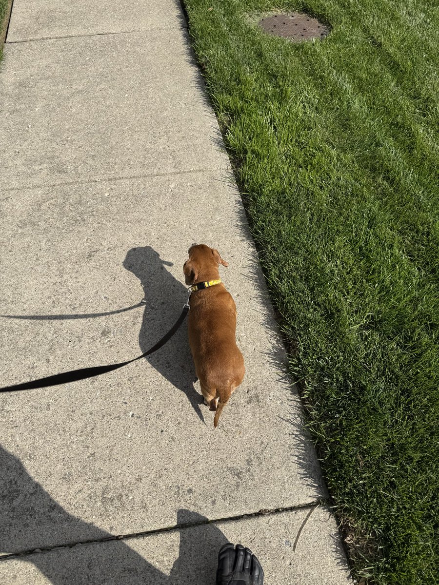 easyprepper101's tweet photo. This was two weeks ago. First walk of 2026 without her sister mocha who passed away last November 2025. A little slower walk. #dogs #walkswithmydog https://t.co/Xj2tSouBMt