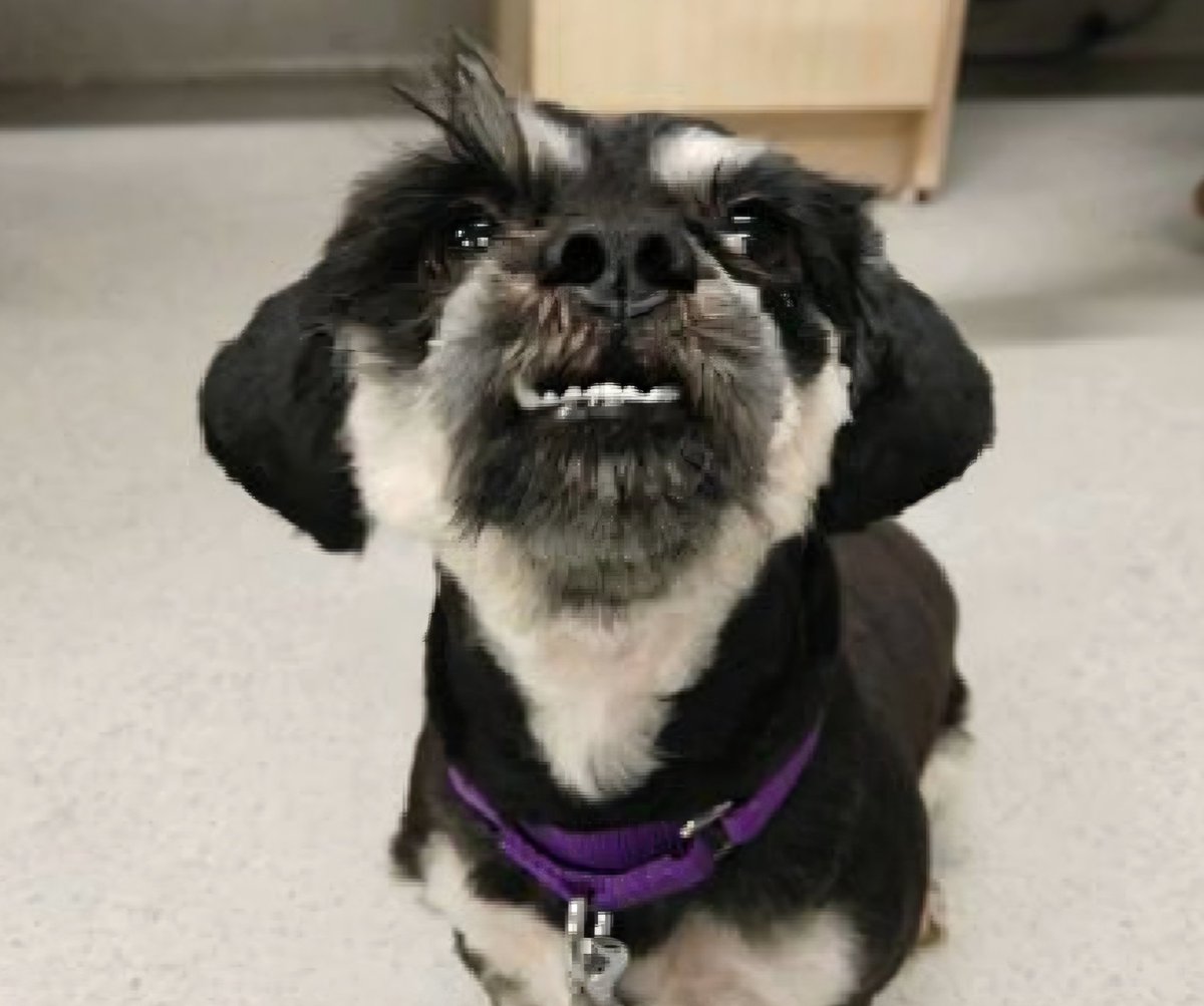 Little Paws NYC tweet media
