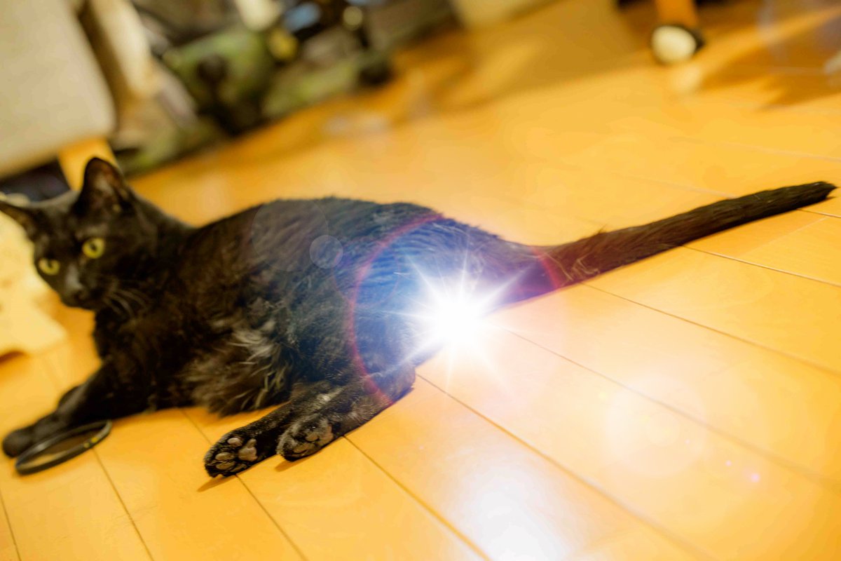 ImpCats's tweet photo. 大丈夫、忘れてませんから！！！🐈‍⬛🍒✨✨✨ついに私も謎のウイルスの餌食にかかって若干体調崩しております🙀
＃キンタマキラキラ金曜日 https://t.co/Rz8qDBIZSk