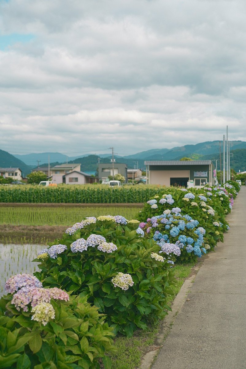 速報！】今朝、神奈川県開成町のあじさい、見頃始め。満開までもう少し