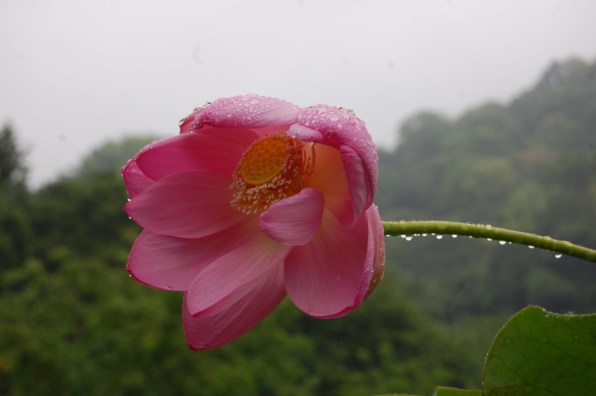 matsuyamamaibun's tweet photo. 【本日の古代ハスの様子🪷】

一輪目 開花✨

台風の風雨にも負けず、綺麗に咲いてくれました🤩

これから続々と開花してくれるかな🎶 https://t.co/ptymXlfToF
