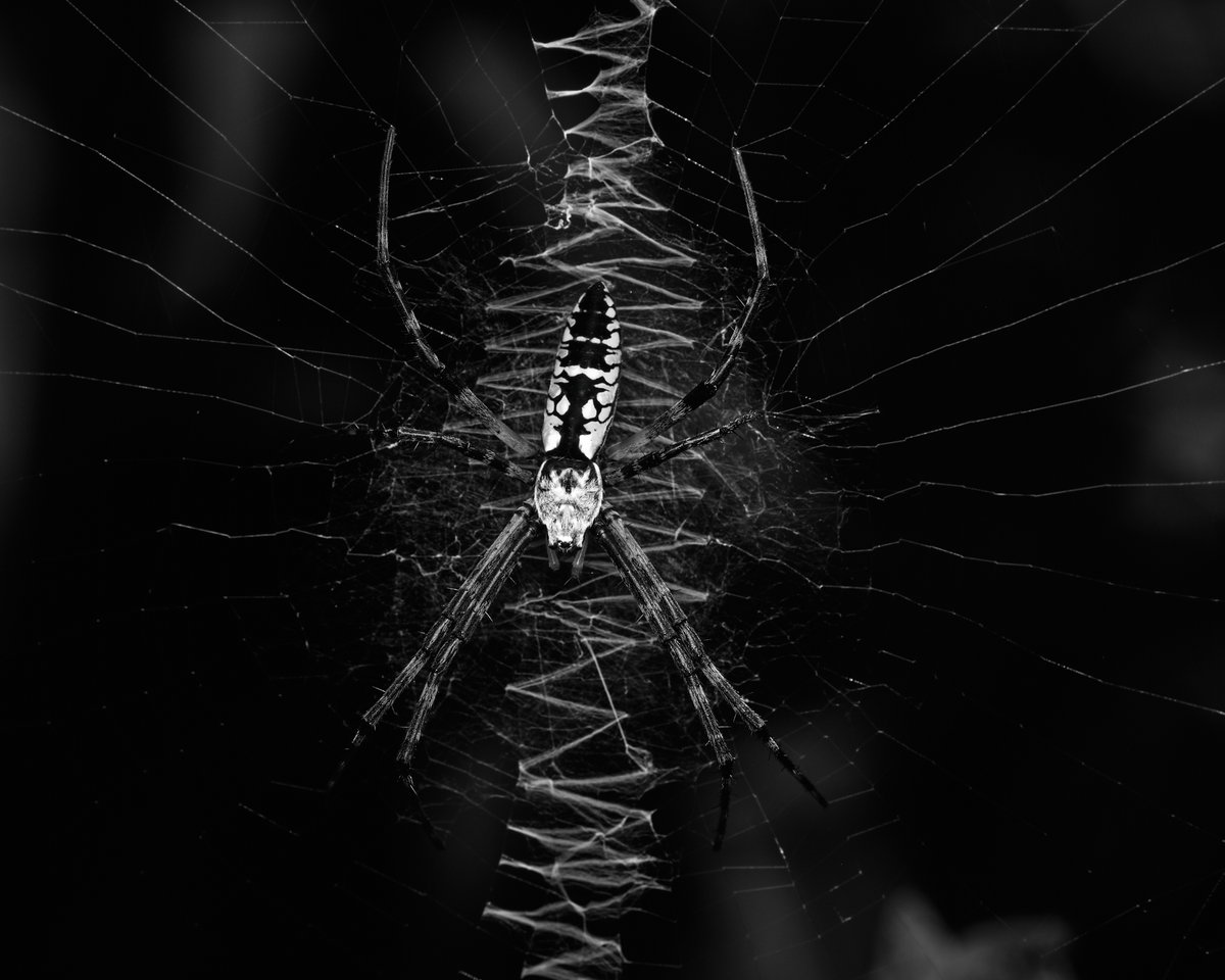 lowbassphotog's tweet photo. Just hanging around.
#yellowgardenspider #spider #spiders #arachnid #arachnids #orbweaver #macro #macrophotography #spiderphotography #wildlifephotography #animalphotography #naturephotography #photography #appicoftheweek #canonfavpic #captureone https://t.co/vquuS8xh1F