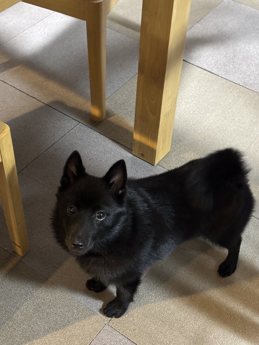 vertigonote's tweet photo. 同居犬氏近影　どんどん首まわりがモフモフしてきています https://t.co/2sS335BK4K