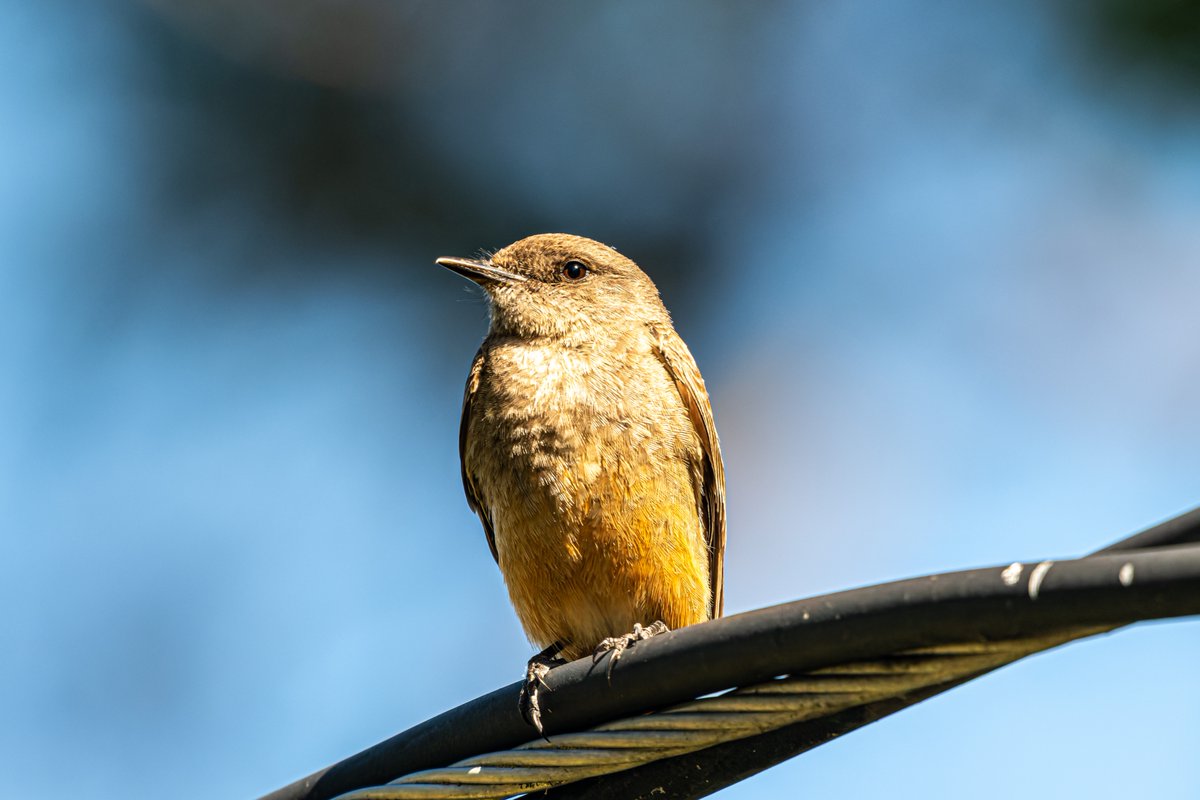 orksnork's tweet photo. say's phoebe ready for her close up today https://t.co/9v5QCt8yXX
