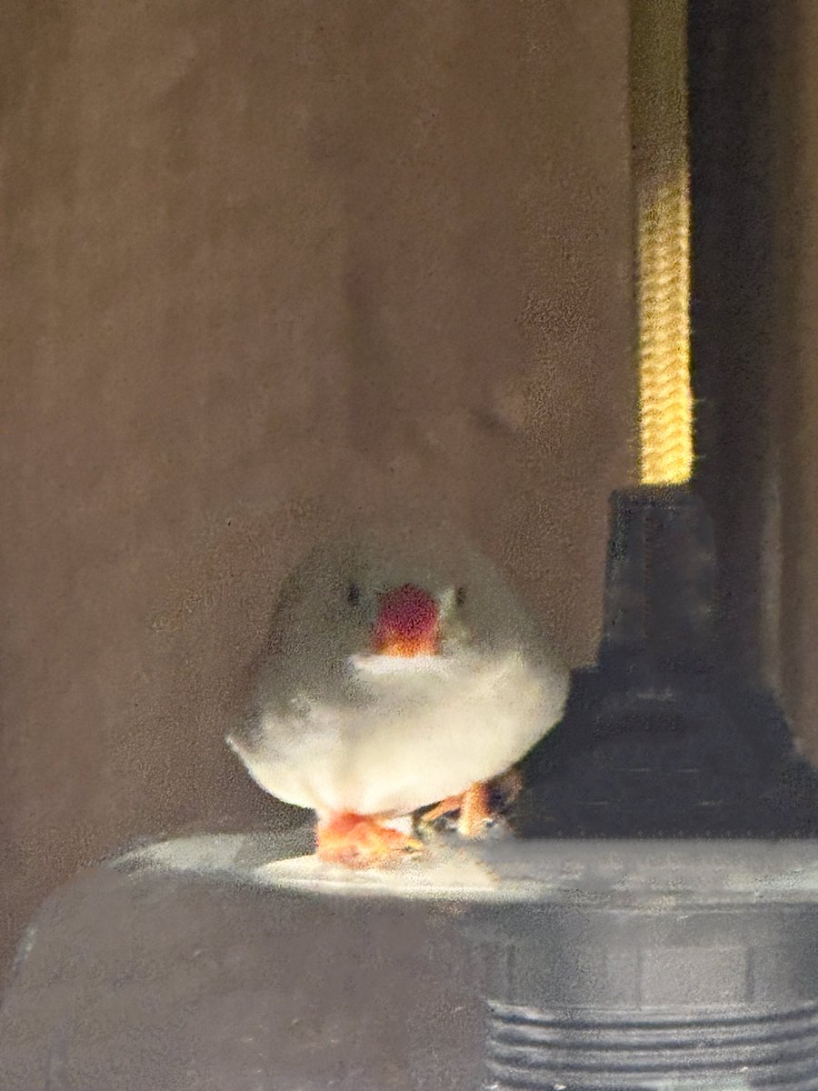 midiwar's tweet photo. これは夜にペンダントライトの上でホラーになってたうちの鳥 https://t.co/jDhYnNVFeZ