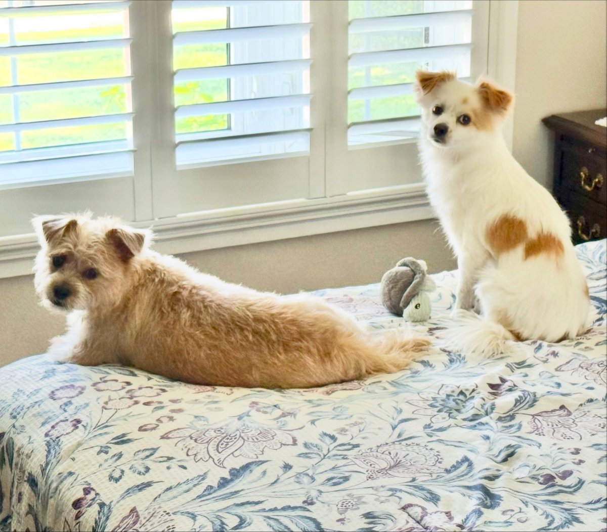 LovebugsRescue's tweet photo. #happytails Pepe (right) joins another former Lovebug in his new home. 🐾🏡👯‍♂️ https://t.co/Lnhp4guUGq