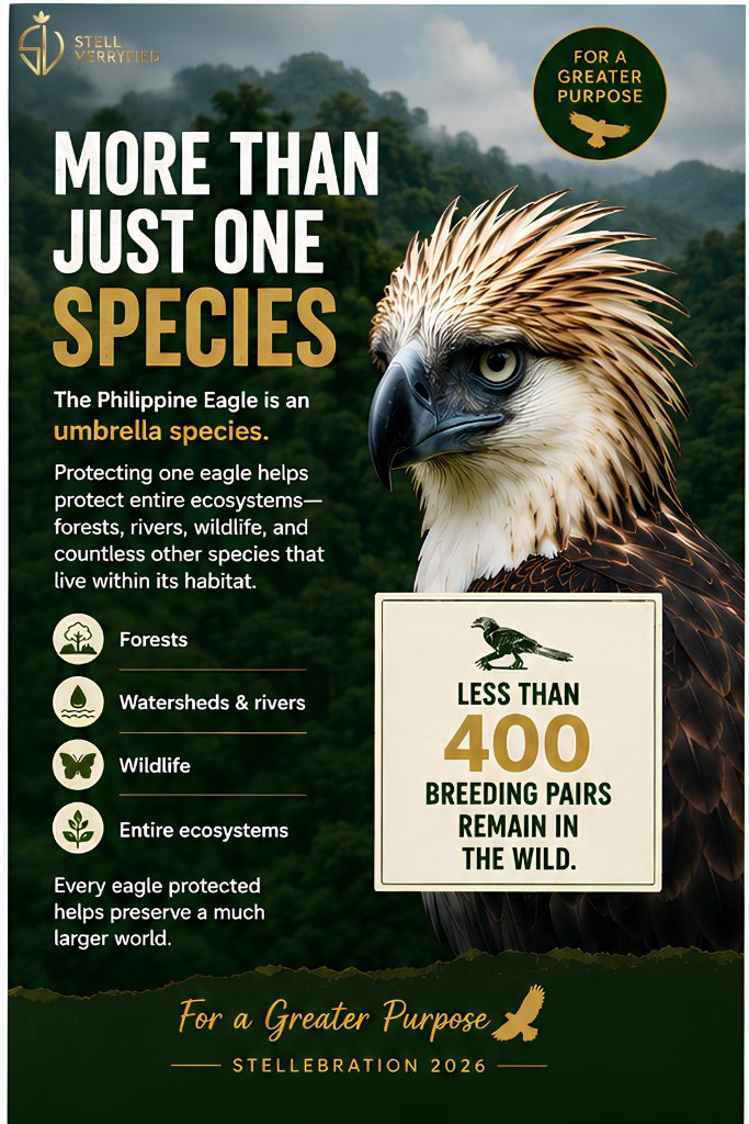 stellverryfied's tweet photo. For a Greater Purpose 🦅

Beyond what it symbolizes, the Philippine Eagle plays a crucial role in maintaining the balance of our forests.

It is known as an “umbrella species” — meaning that protecting it also helps protect everything within its habitat, from forest ecosystems to rivers, wildlife, and other endangered species that share its environment.

This makes its conservation not just about one bird, but about safeguarding an entire living system.

Some important facts that highlight why protection is urgent:
• Fewer than 400 breeding pairs remain in the wild
• Each pair raises only one chick every two years
• A single pair requires up to 13,000 hectares of forest to survive

These realities show how fragile their future has become — and how critical long-term conservation efforts are.

As we continue this birthday initiative for Stell, we hope to raise awareness about why protecting the Philippine Eagle matters.

For those who would like to support this initiative, donations remain open:
https://t.co/yMa5q4AKwv

#Stell #SB19_STELL 
#ForAGreaterPurpose 
#STELLebration2026